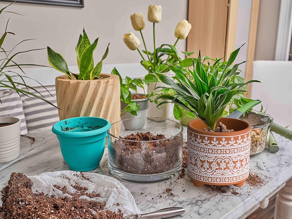 D.I.P pot 鉢 (A) D'vine Dev Set of 2 Terracotta Planter Pots, 4 Inch & 6 Inch